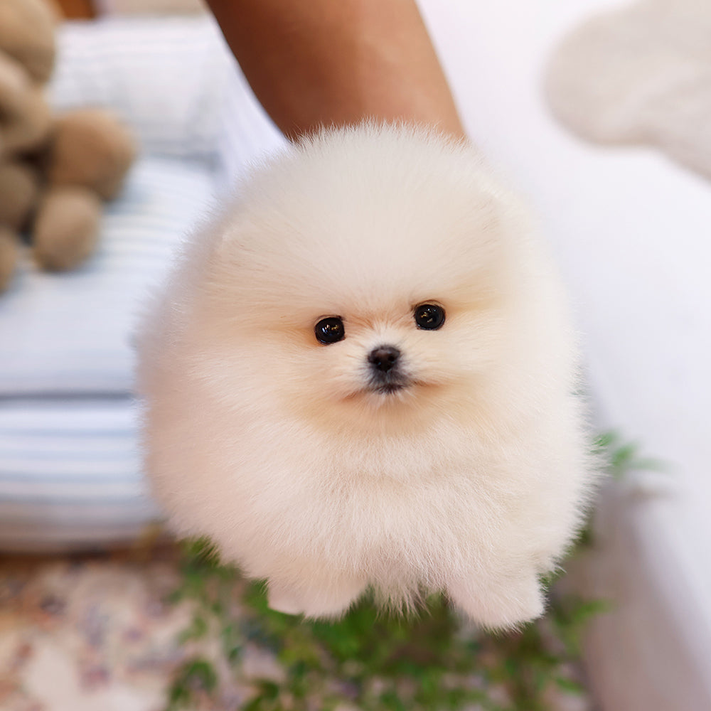 Pomeranian - Saessak (Female) $2500
