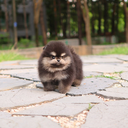 Pomeranian - Nua (Female)