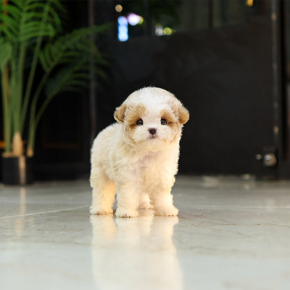Poodle - Allok (Female) $6300