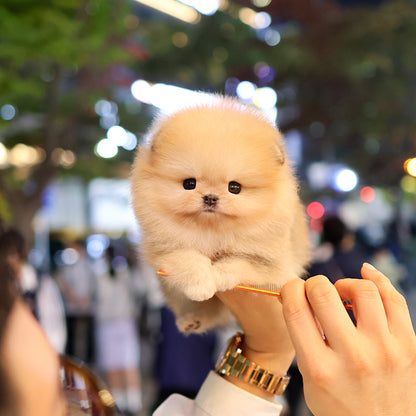 Pomeranian - Ttungtti (Female) $3200