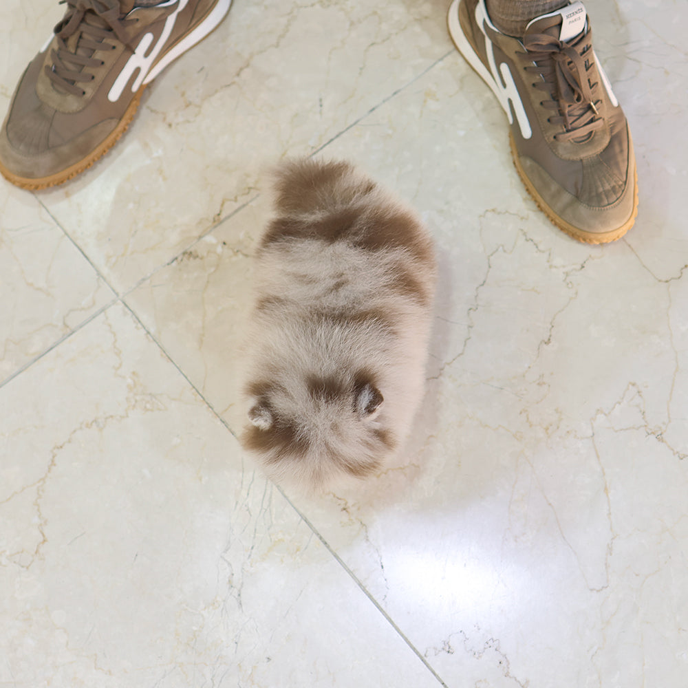 Pomeranian - Koa (Female) $6000