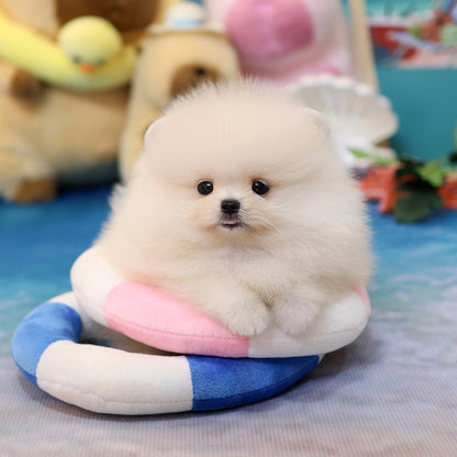 Pomeranian - Daegu (Female) $2400