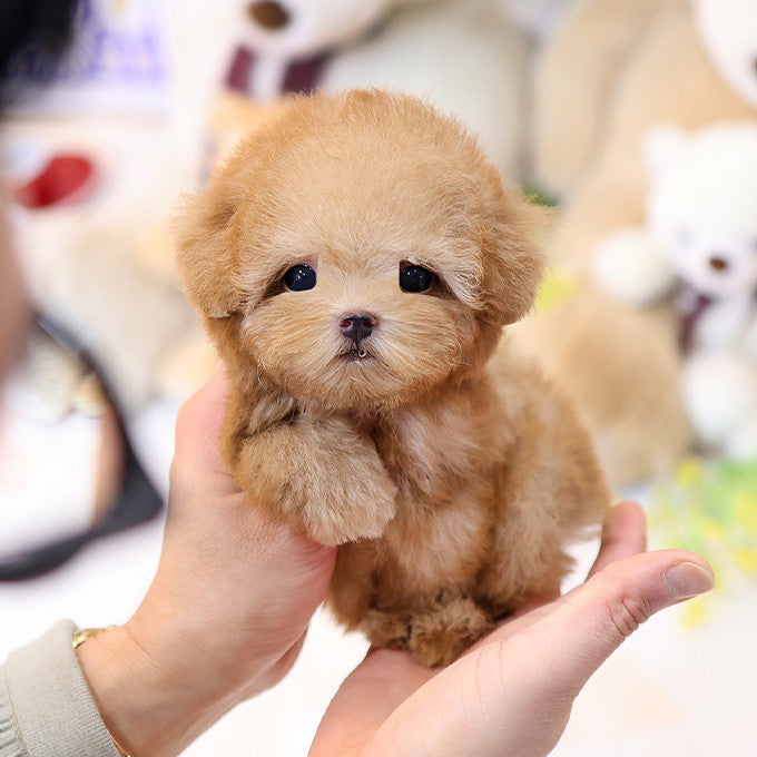 Poodle - Gwangmu (Male)