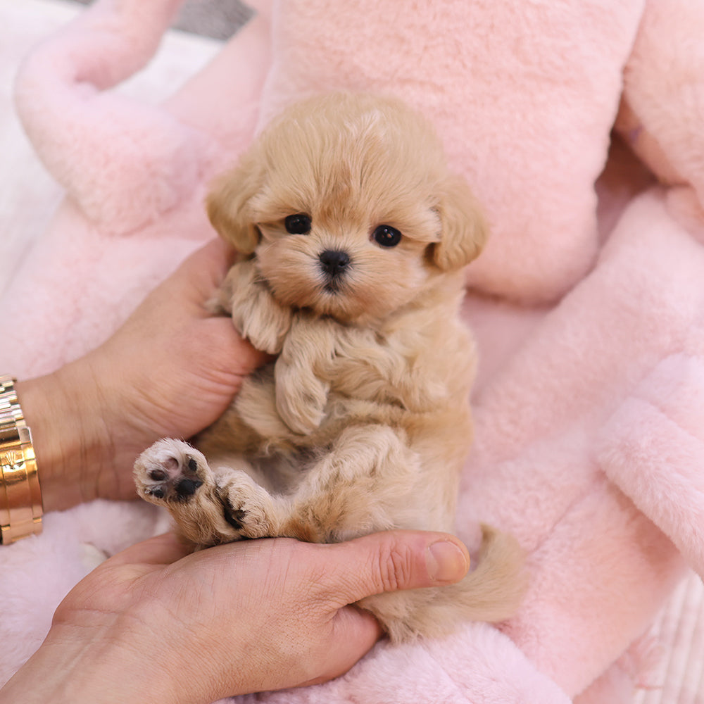 Maltipoo - Geumdol (Male) $2500