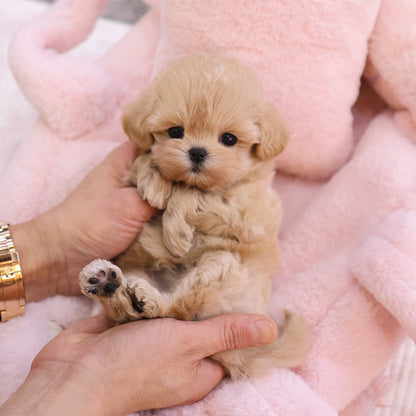 Maltipoo - Geumdol (Male) $2500