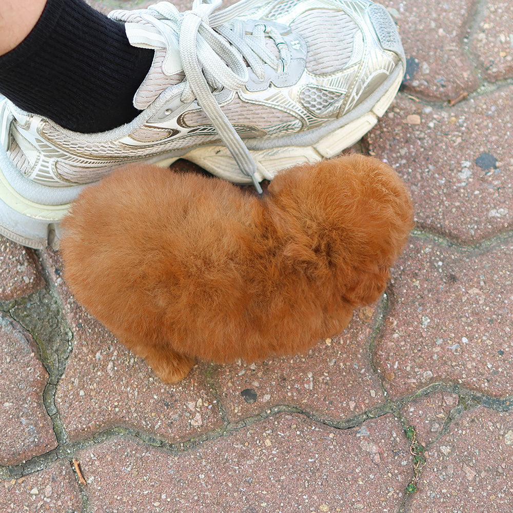 Poodle - Ppippi (Female) $3200