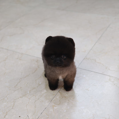 Pomeranian - Pungcha (Male)