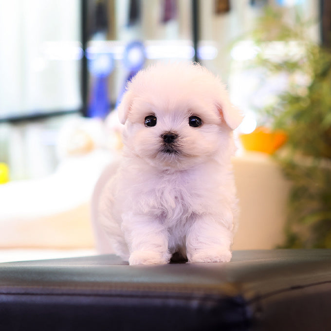 Maltese - Gyeongdan (Male)