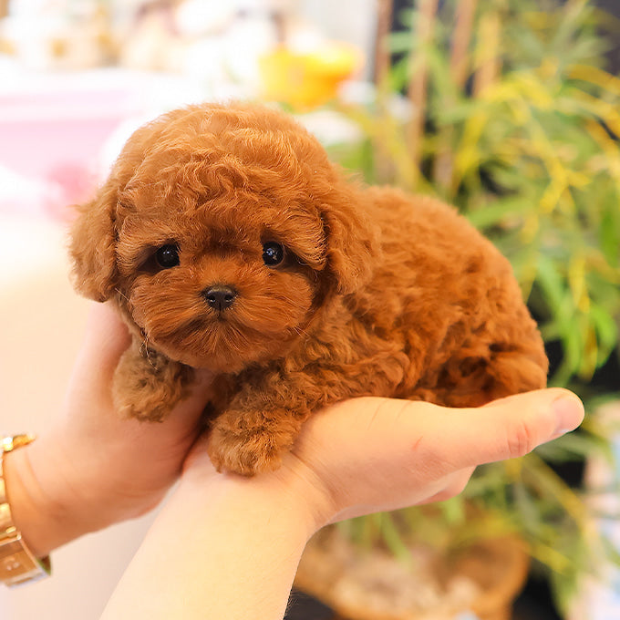 Poodle - Chyoki (Female)