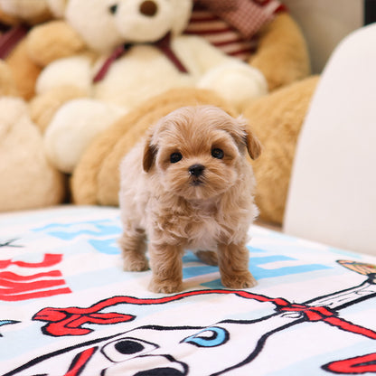 Maltipoo - Poang (Male)