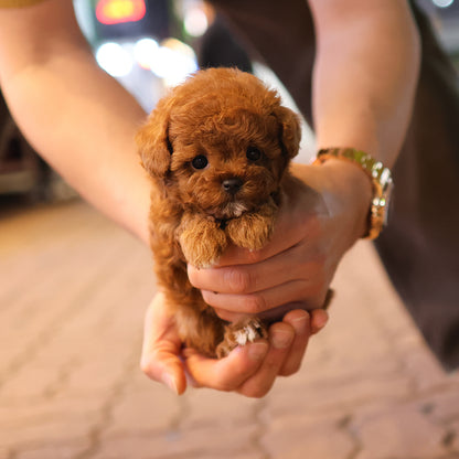Poodle - Ttori (Female) $2500