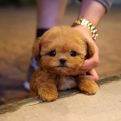 Poodle - Duna (Female)
