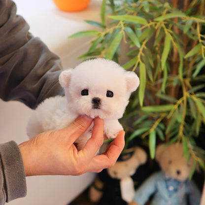 Bichon Frise - Kkorong (Male) $4000