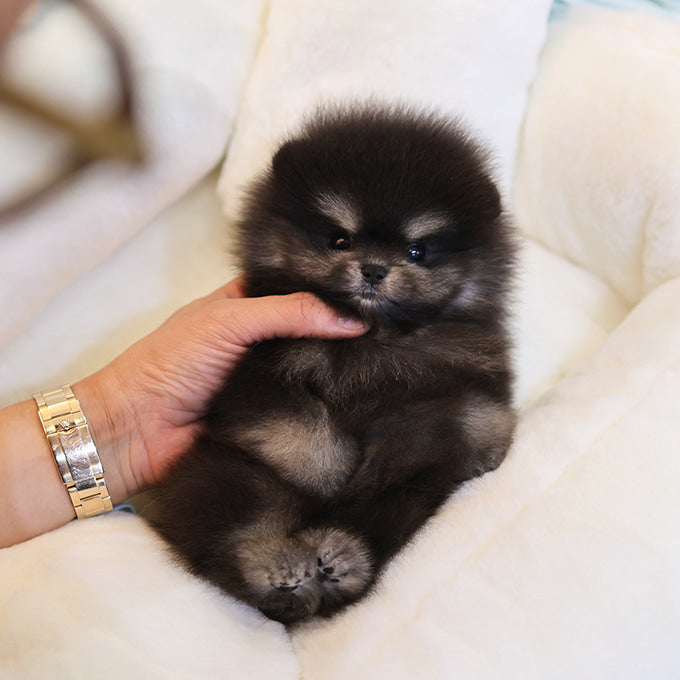Pomeranian - Jaba (Male)