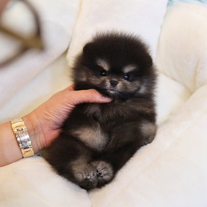 Pomeranian - Jaba (Male)