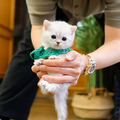 Munchkin - Munji (Male)