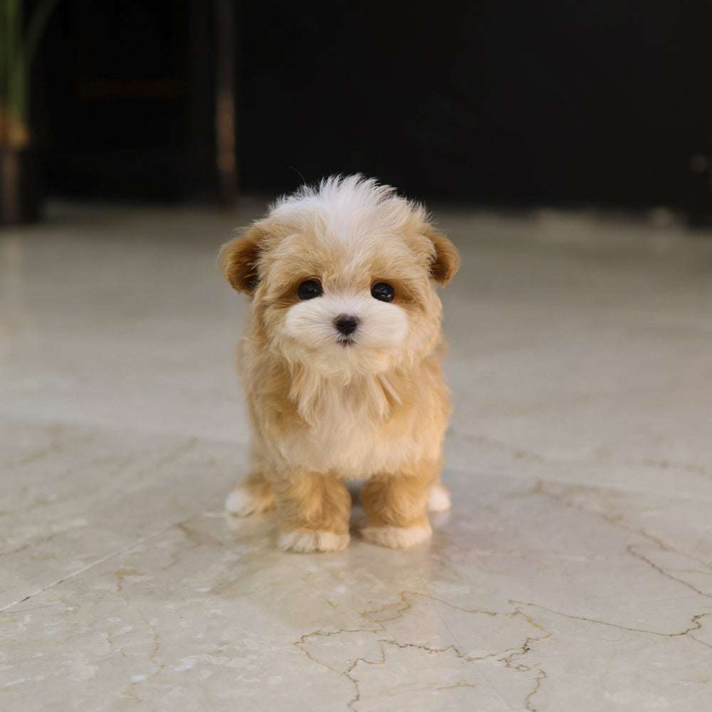 Maltipoo - Ria (Female) $4200