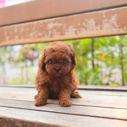 Poodle - Jerry (Female)