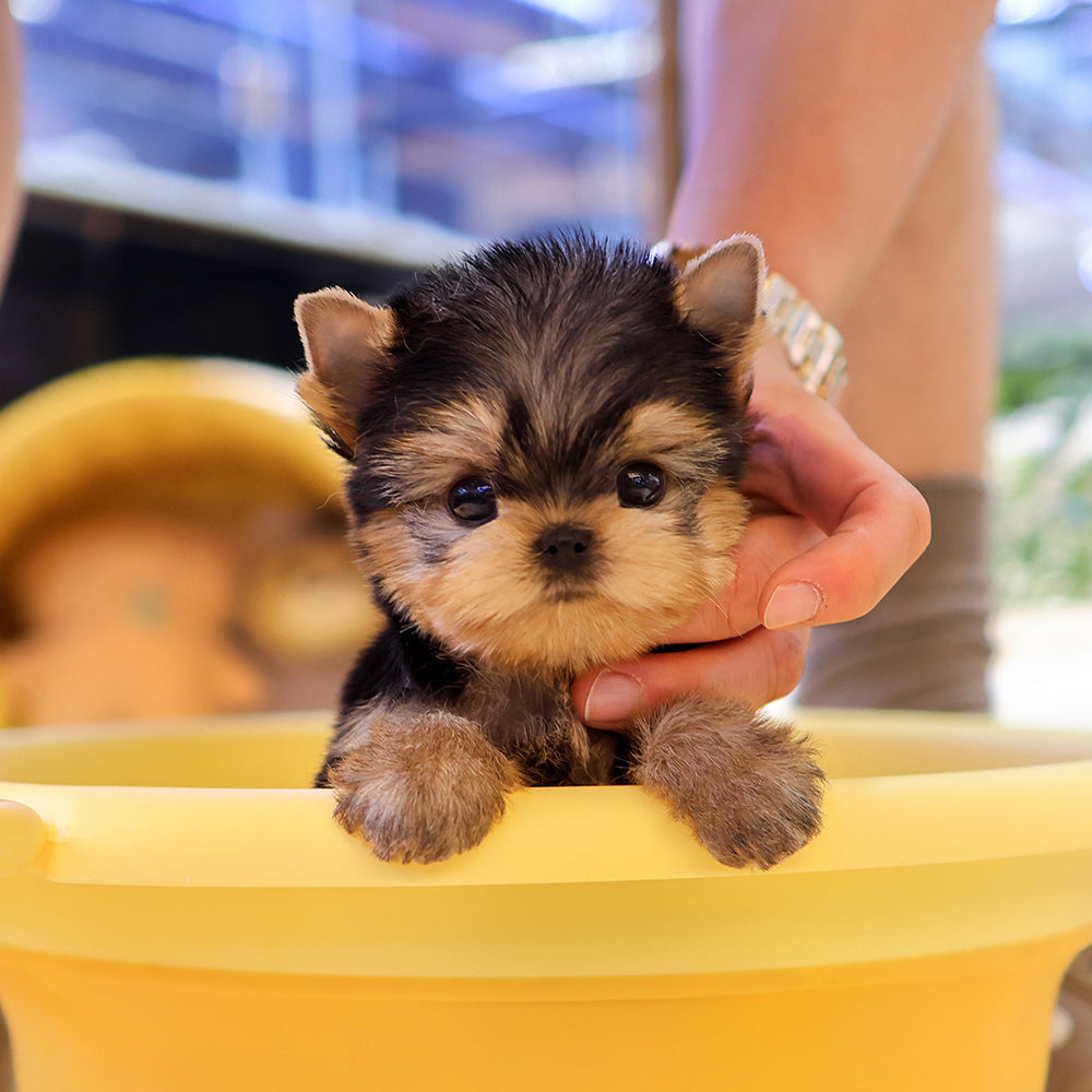 Yorkshire Terrier - Ije (Male)