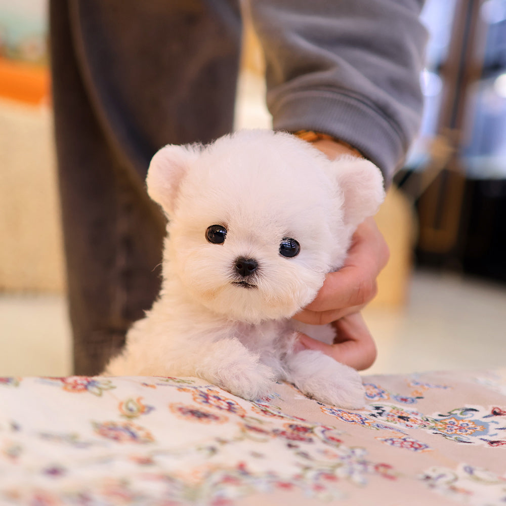 Bichon Frise - Manggo (Female) $3900
