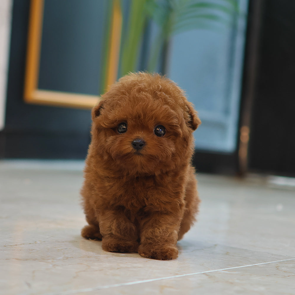 Poodle - Toto (Male) $3200