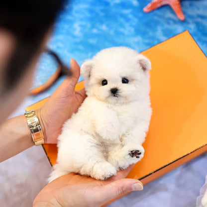 Bichinfrise - Arong (Female) $5200