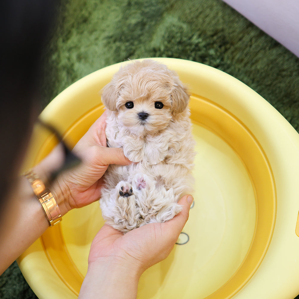 Maltipoo - Arang (Female)