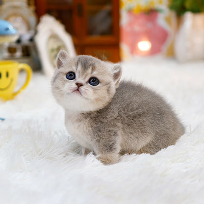Munchkin - Anna (Female)