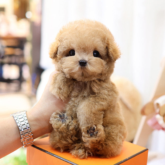 Poodle - Hobak (Male)