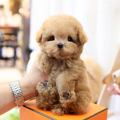 Poodle - Hobak (Male)
