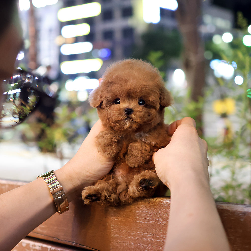 Poodle - Yeondubu (Male) $4800