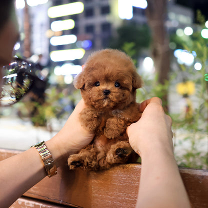 Poodle - Yeondubu (Male) $4800
