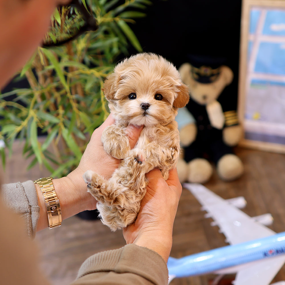 Maltipoo - Ageo (Male) $3600