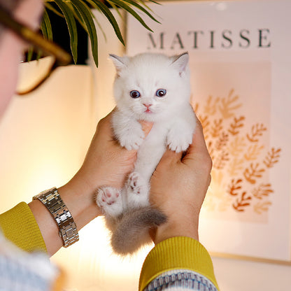 Munchkin - Miri (Male)