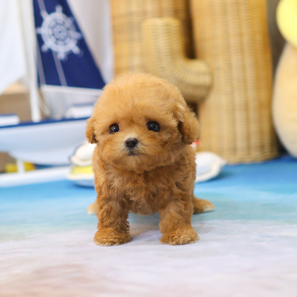Poodle - Ari (Female) $3800