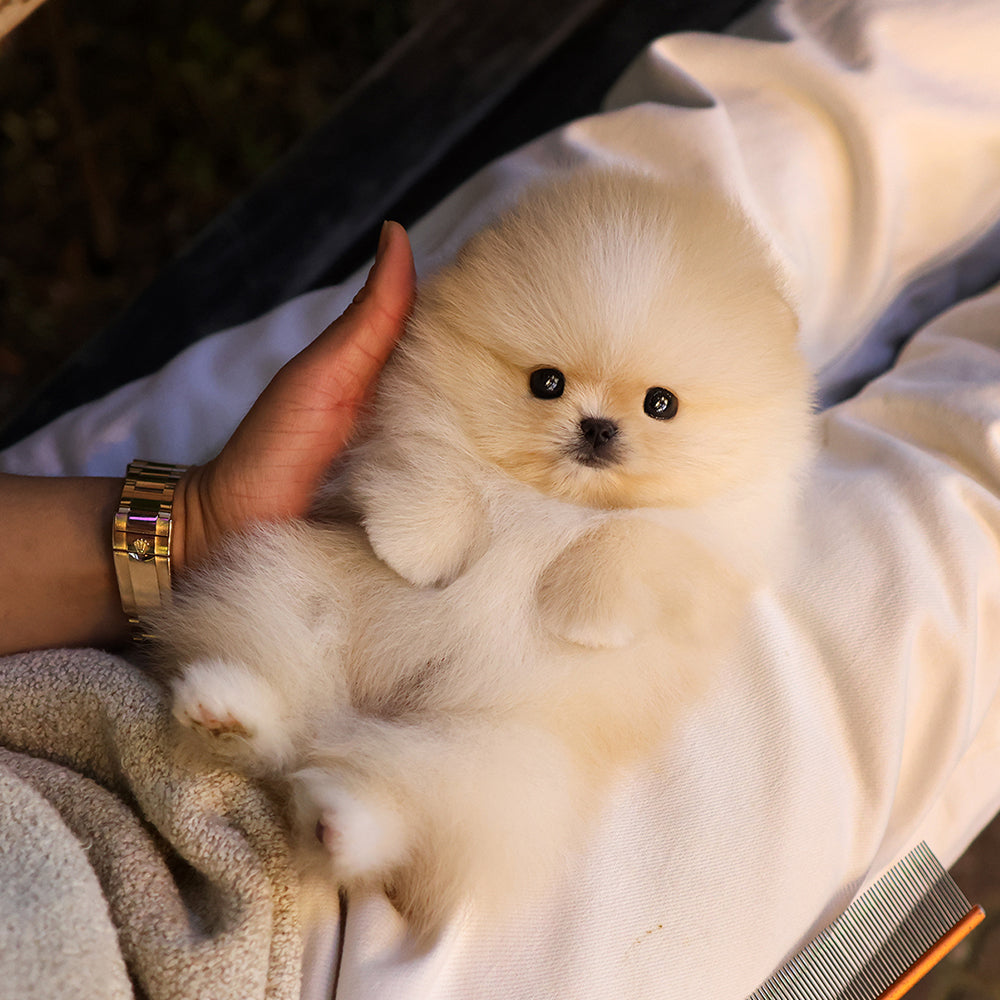 Pomeranian - Richi (Male) $2800