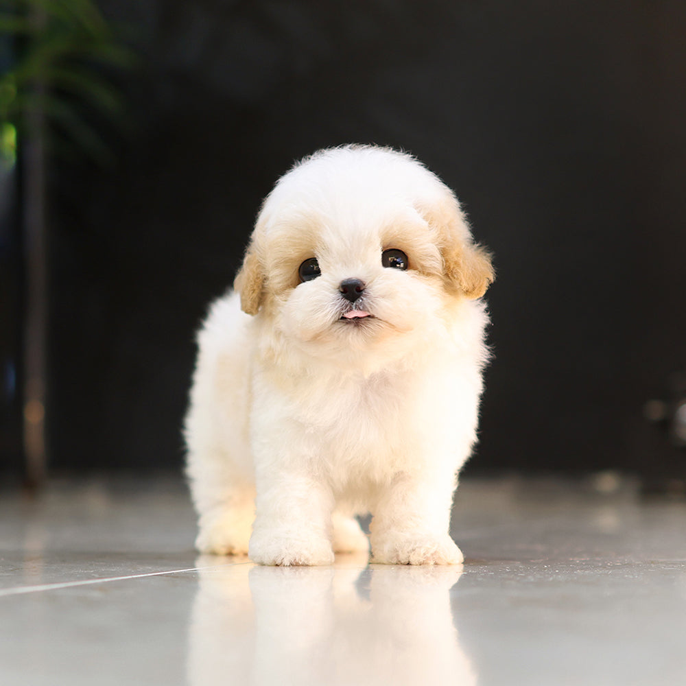 Maltipoo - Sarang (Male) $4400