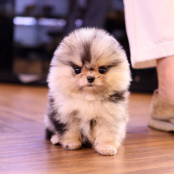Pomeranian - Reon (Male)