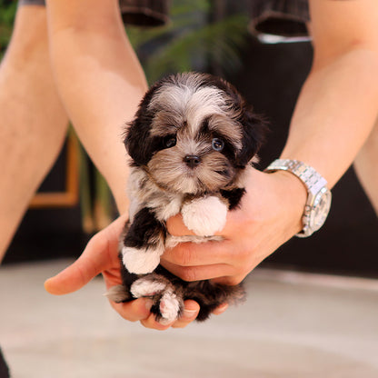 Maltipoo - Meonji (Female)
