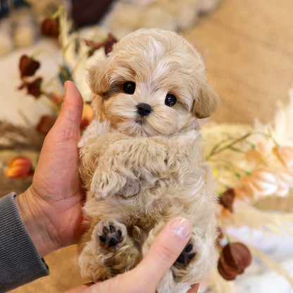 Maltipoo - Mumu (Male) $3000