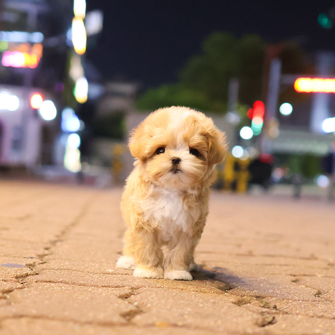 Maltipoo - Dallok (Male) $2600