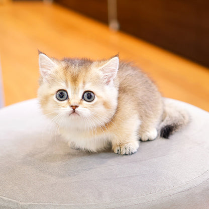Munchkin - Muya (Female)