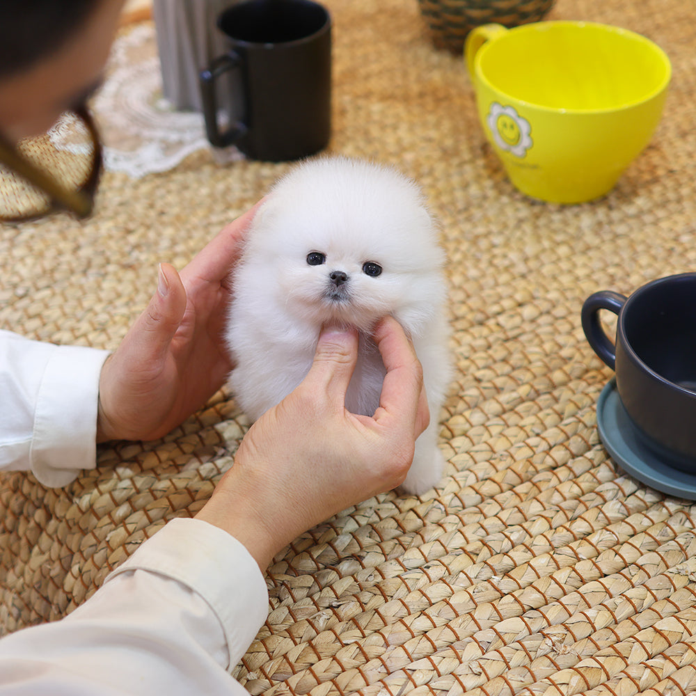 Pomeranian - Ppuyo (Male) $4000