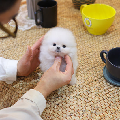 Pomeranian - Ppuyo (Male) $4000