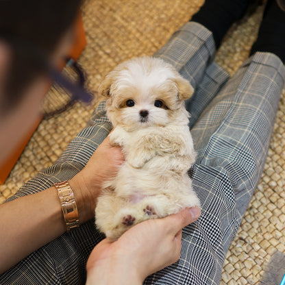 Maltipoo - Kolla (Female) $4300