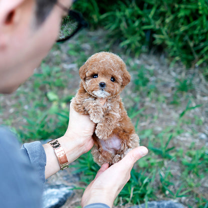 Poodle - Oing (Female) $2500