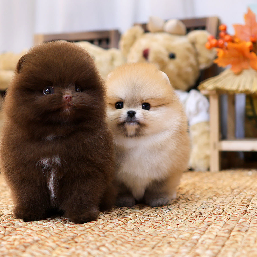Pomeranian - Kawa (Male) $4000
