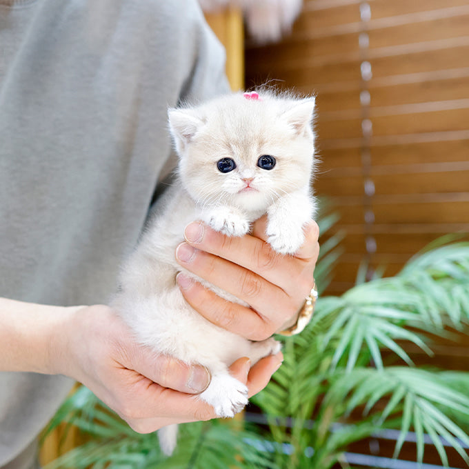 British Shorthair - Mello (Female)