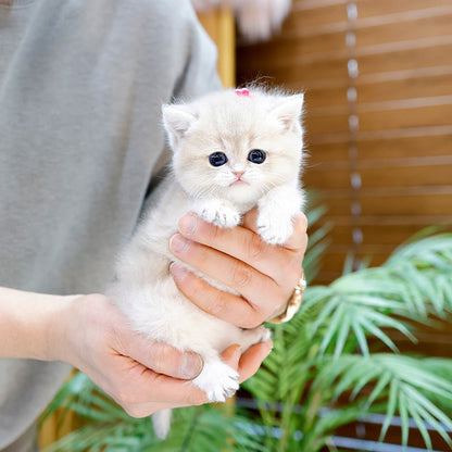 British Shorthair - Mello (Female)