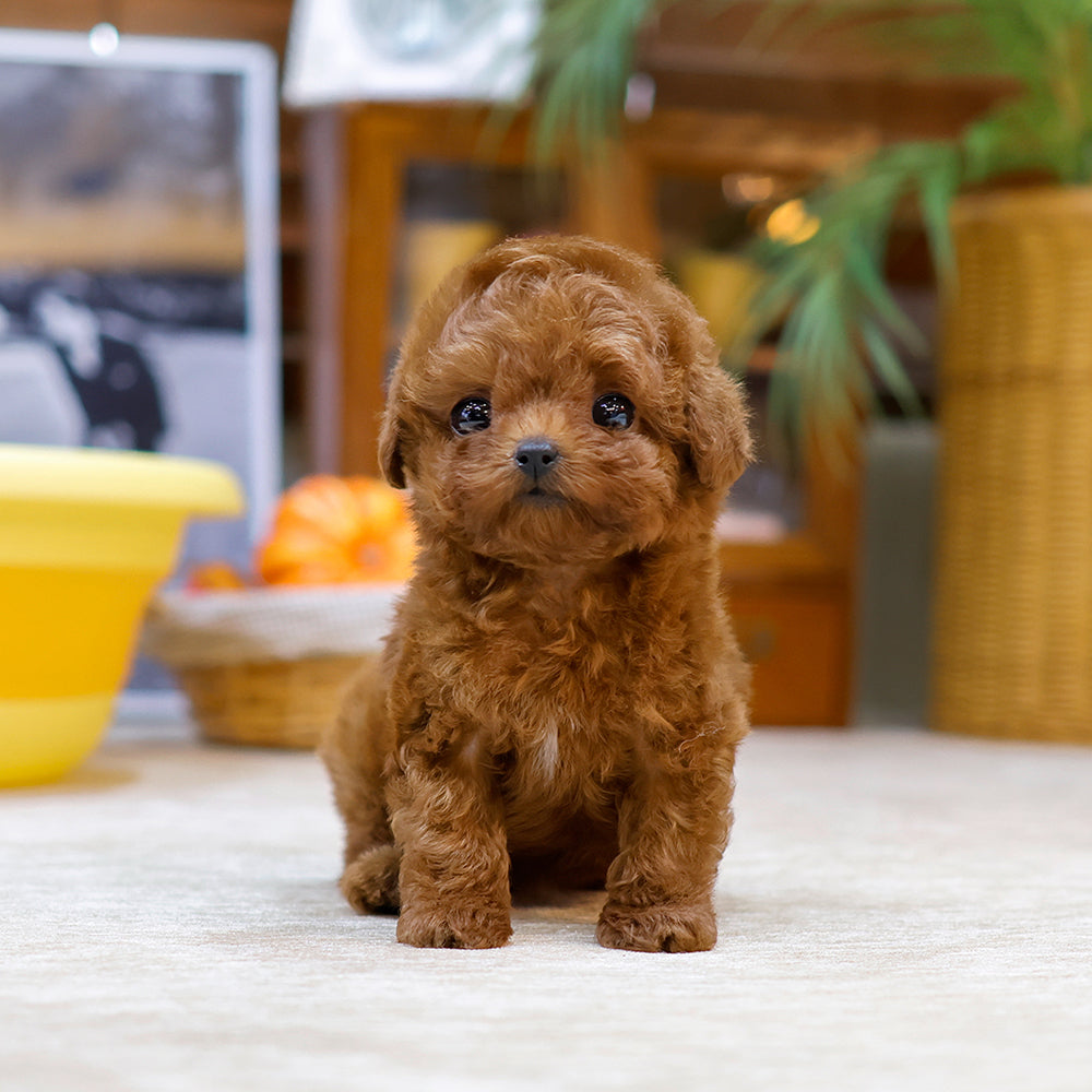 Poodle - Rati (Female) $3000